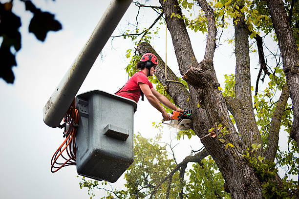 Professional Tree Removal in Hopewell, NJ